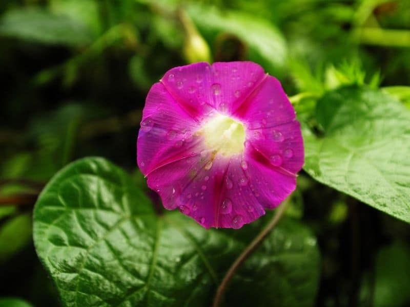 purple morning glory vine