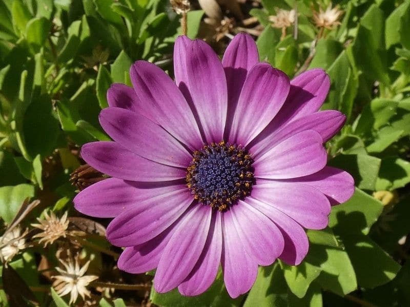 purple osteospermum