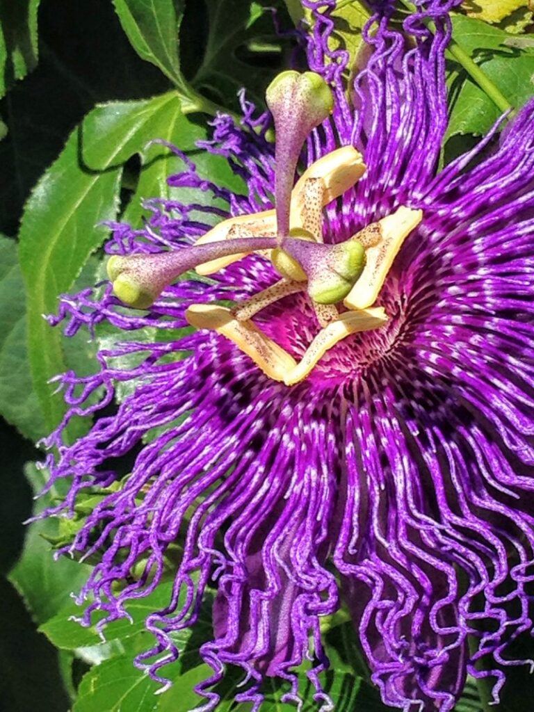 vines with purple flowers