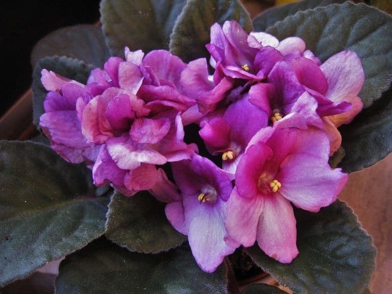 purple saintpaulia