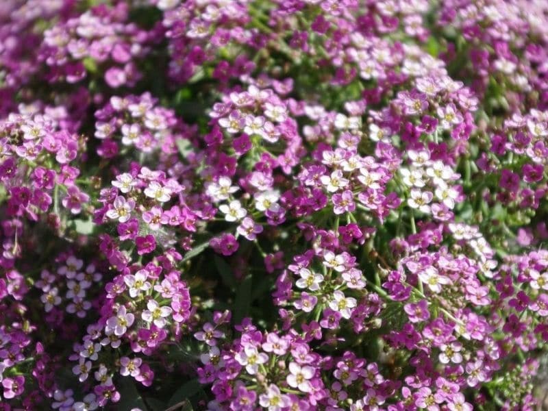 purple sweet alyssum