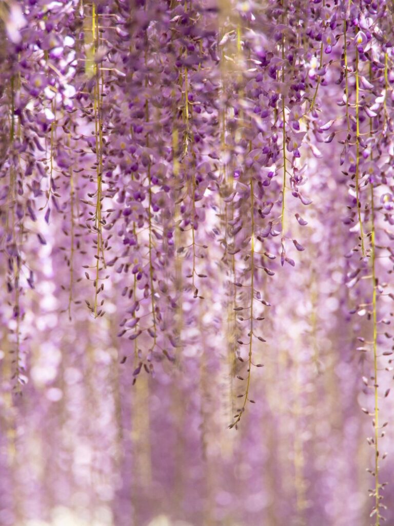 purple colour flower creeper plant