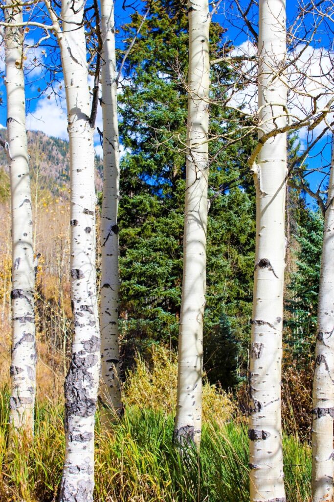 quaking aspen