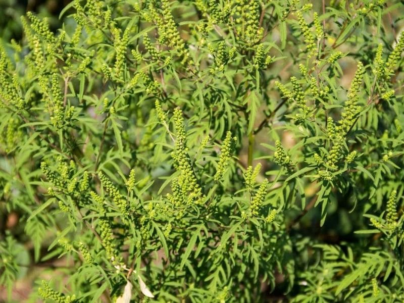 Ragweed plants