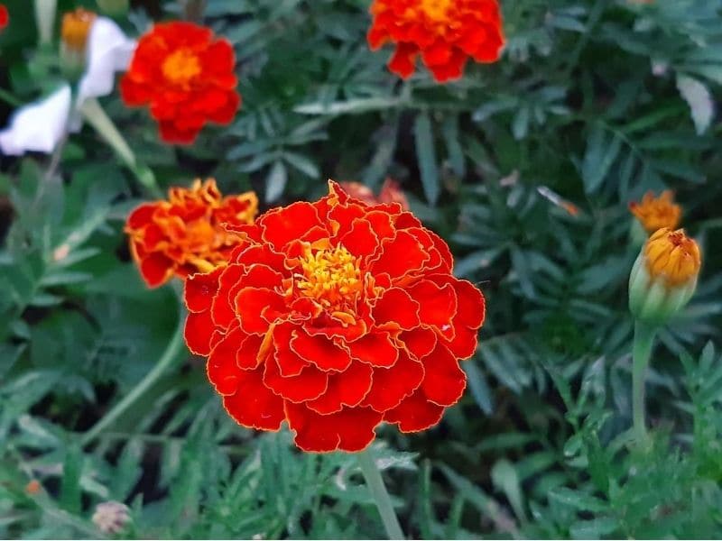 Marigold vermelho