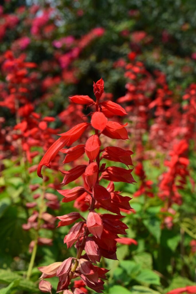 red sage