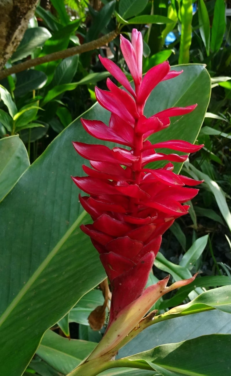 Top 8 Hawaiian Flowers and Their Meanings | Florgeous