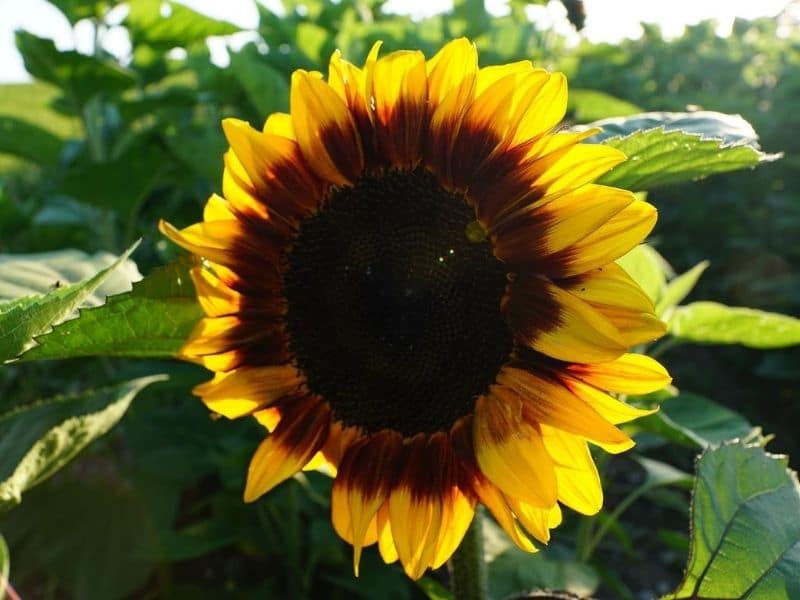 ring of fire sunflower
