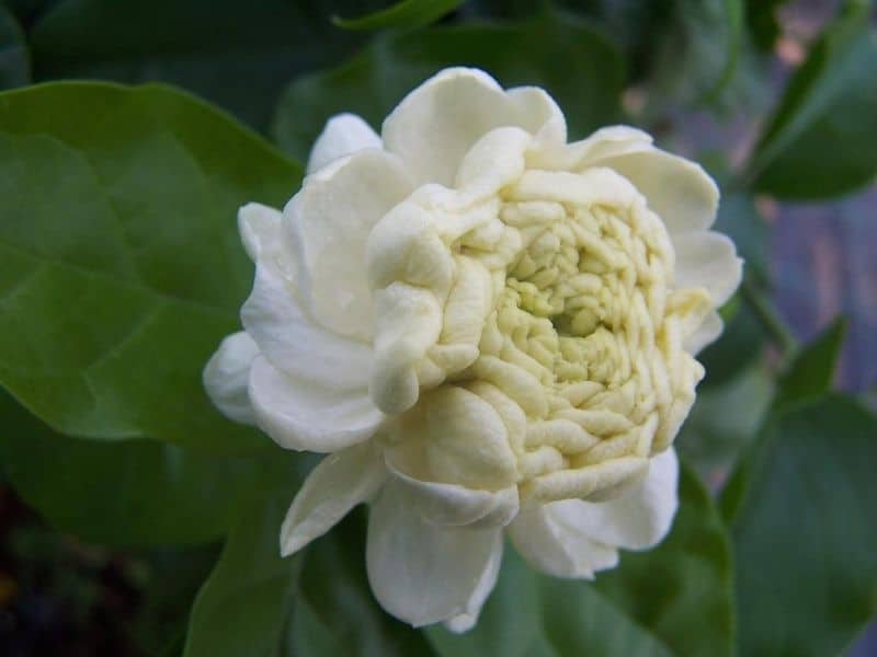 sambac jasmine
