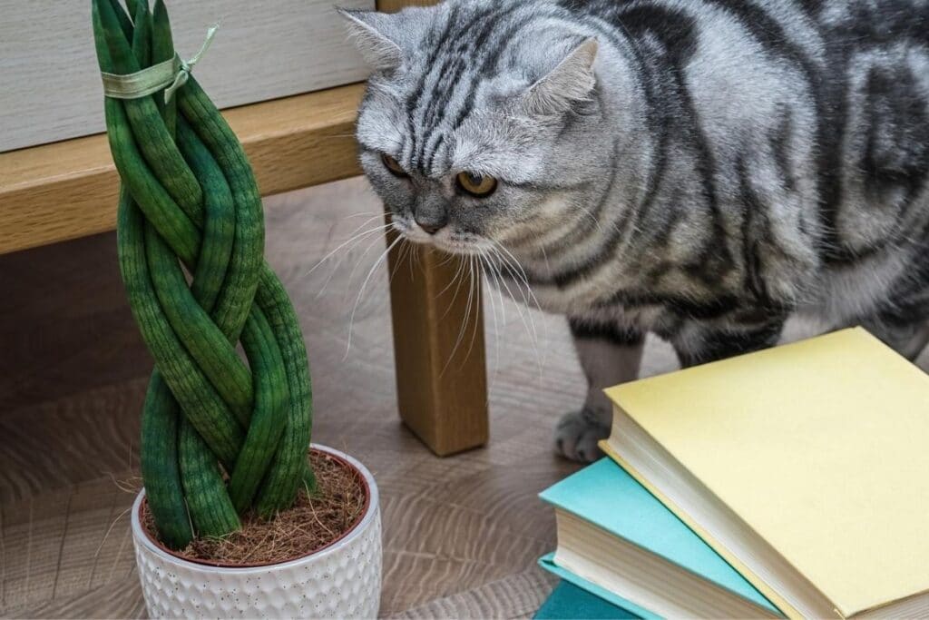 sansevieria cylindrica