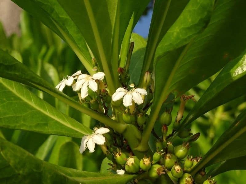 scaevola taccada