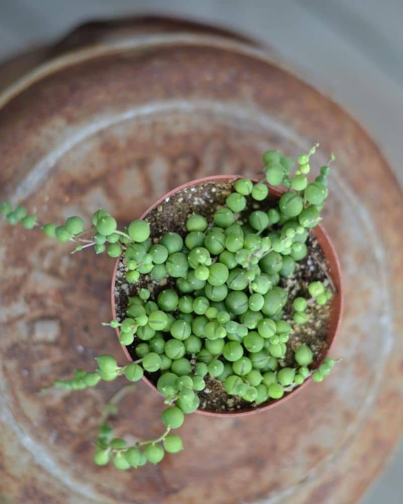 Senecio rowleyanus