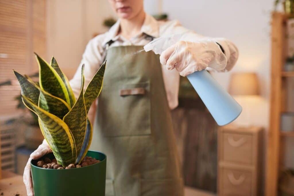 snake plant