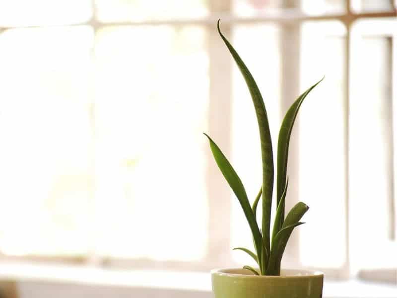 Snake Plant Sansevieria How To Grow And Care For Beginners Florgeous