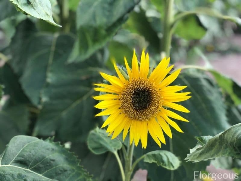 sunflower care