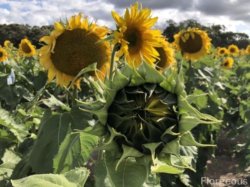 sunflower farm