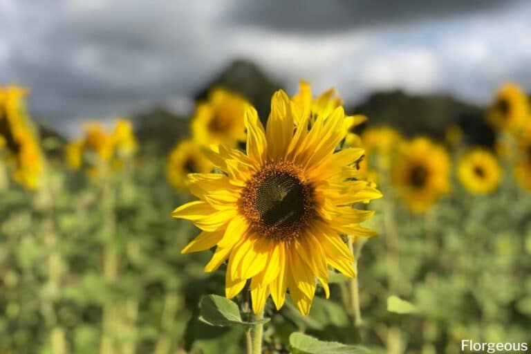 fascinating-meaning-and-symbolism-of-sunflower-you-should-know-florgeous