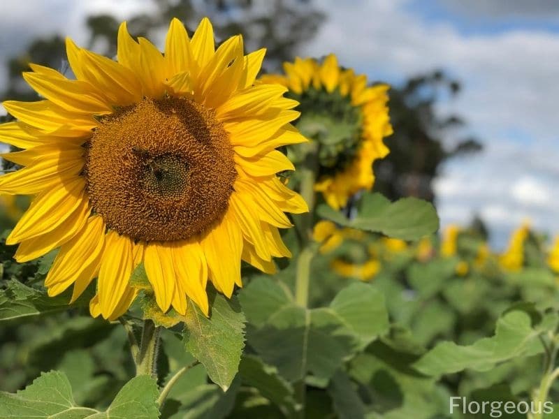 sunflower picture