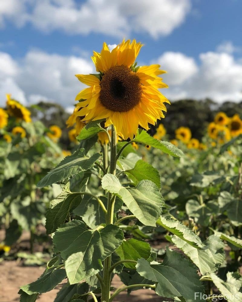 sunflower plant