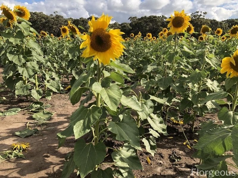 What Do Sunflowers Symbolize Spiritually