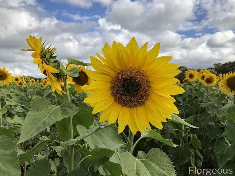 sunflower types