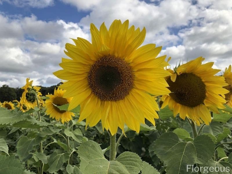 sunflower uses
