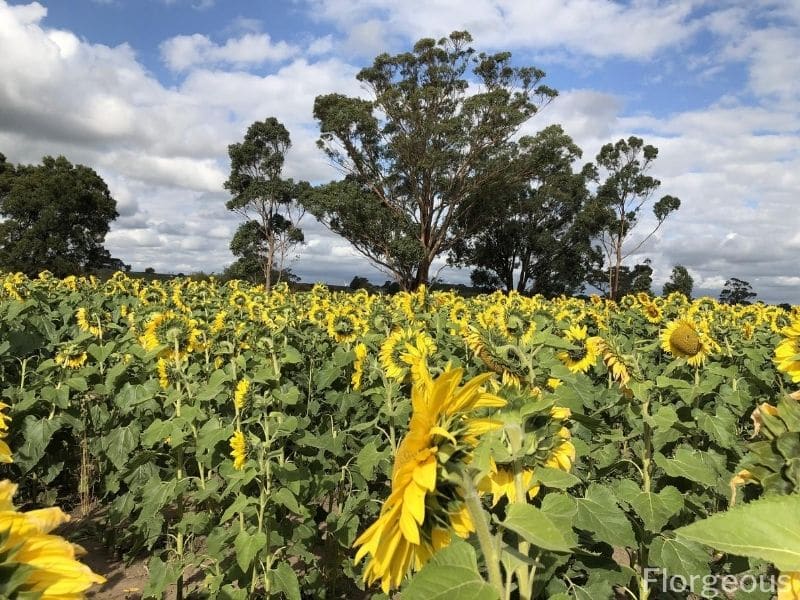 sunflowers face the sun