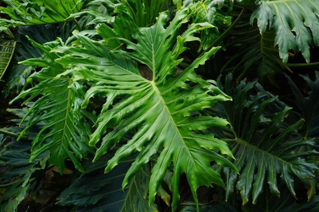 tree philodendron