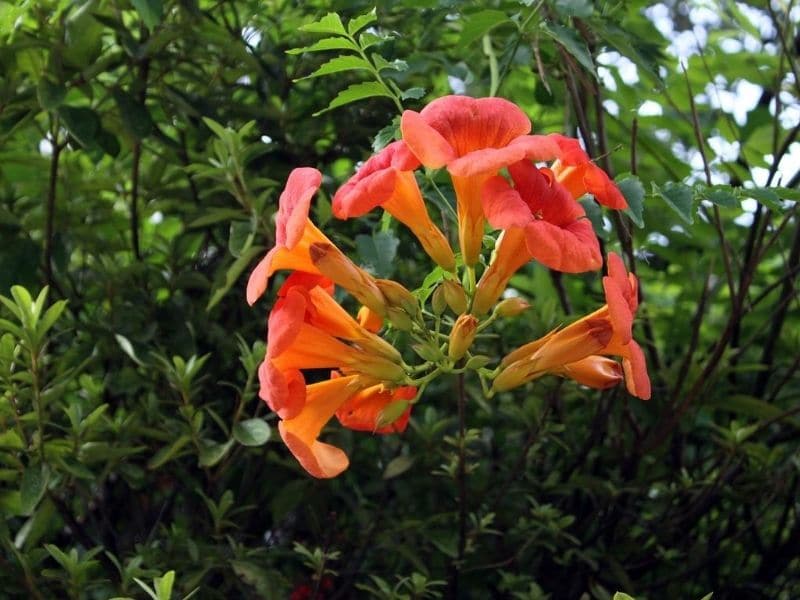 trumpet vine