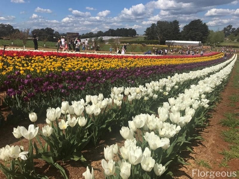 tulip fields