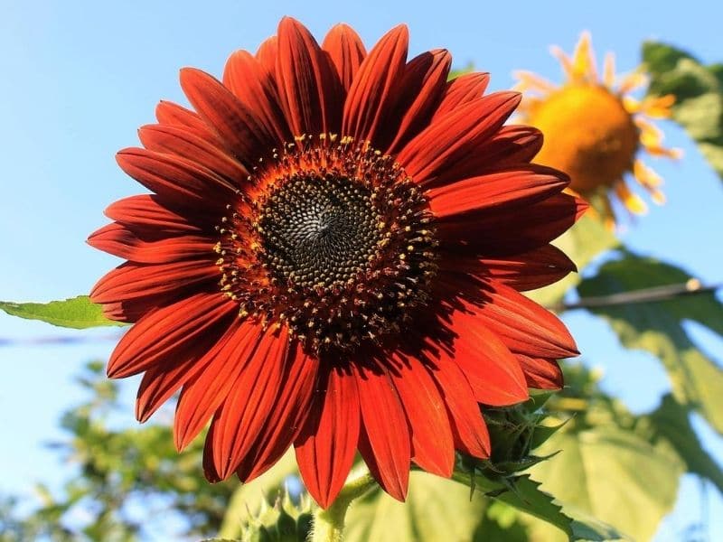 velvet queen sunflower