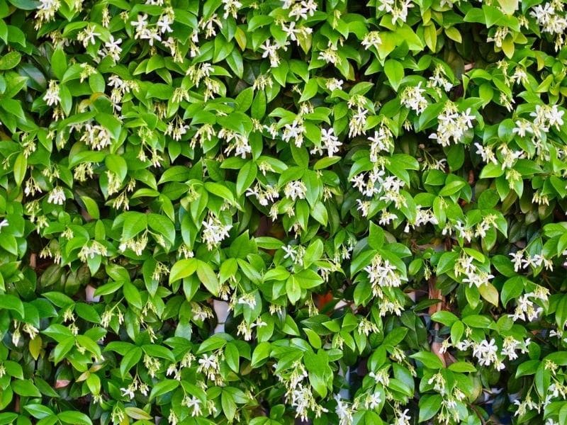 wall of jasmine