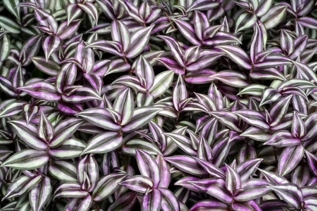 wandering jew plant growing upwards