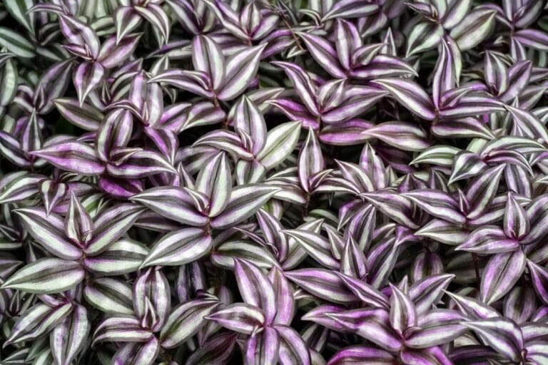 wandering jew plant in ground