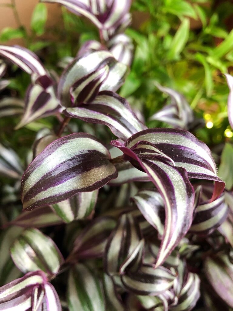 wandering jew and pothos