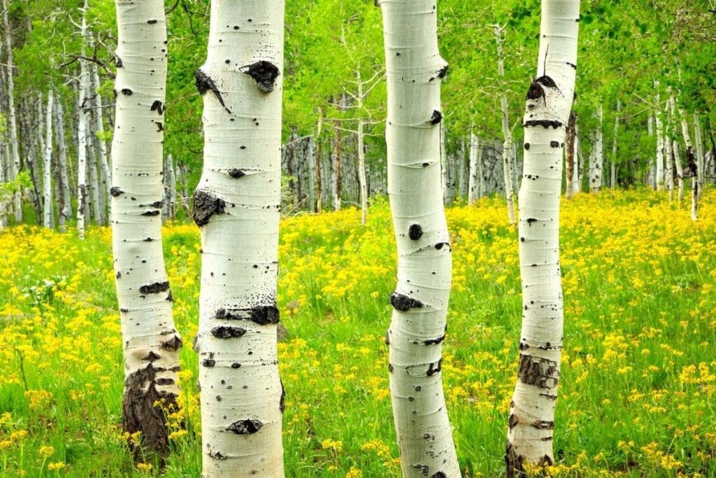 white bark trees