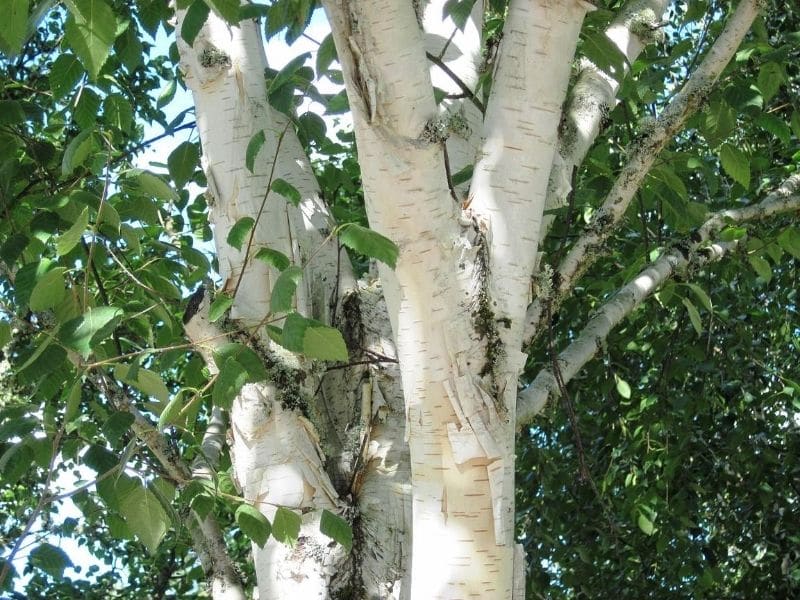 white bark trees that grow penis shapes