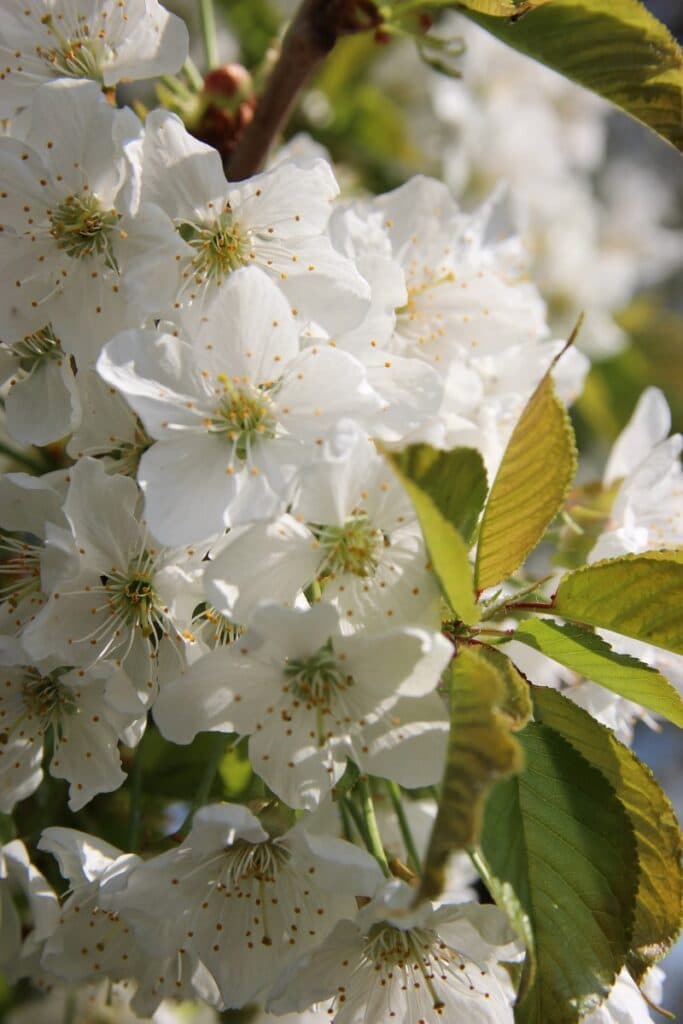 white cherry blossoms