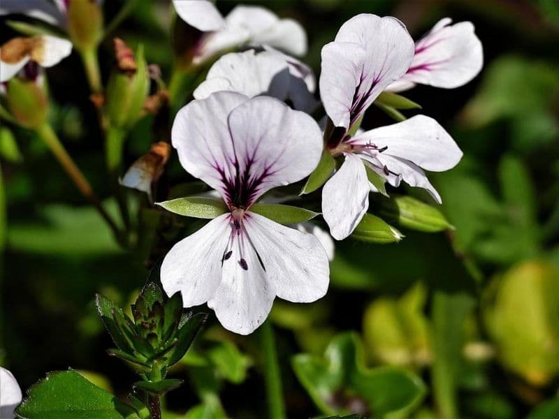 piante di geranio bianco 