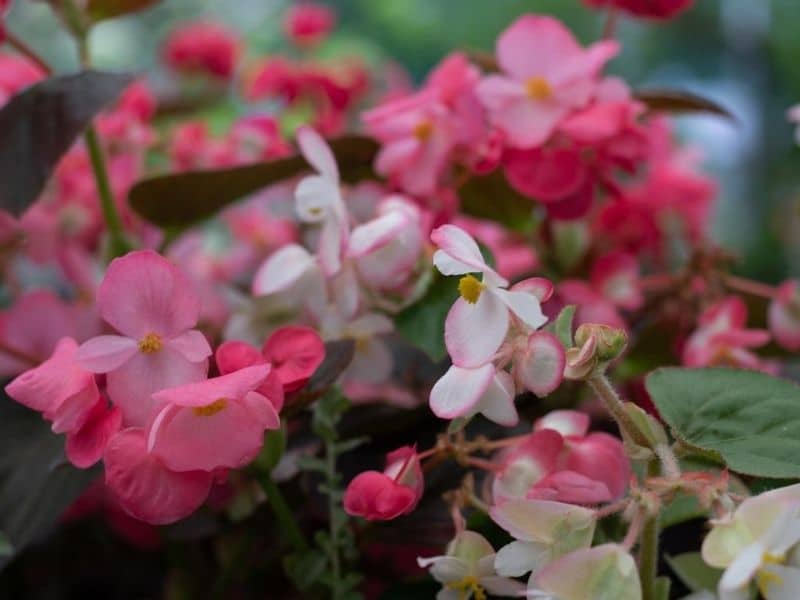 valkopinkki begonia