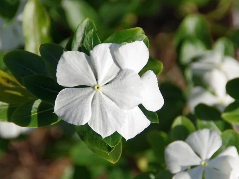 white vinca