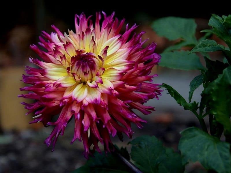 yellow and purple dahlia