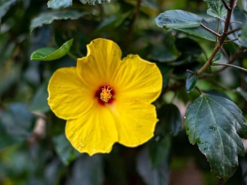 yellow hibiscus