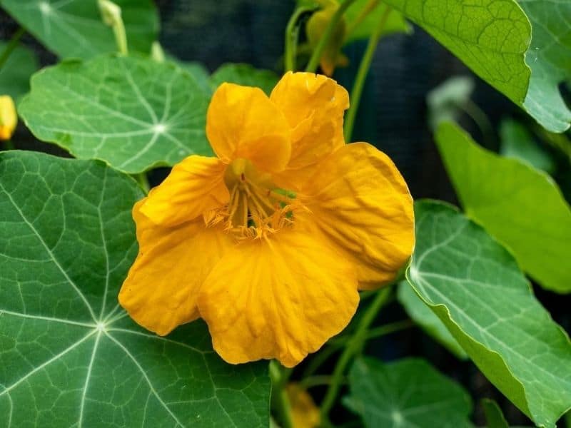 yellow nasturtium