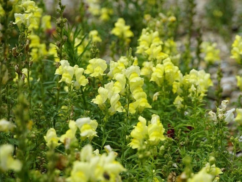 yellow snapdragons