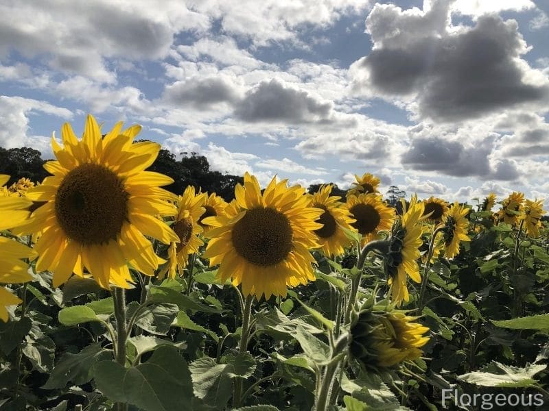 gele zonnebloemen