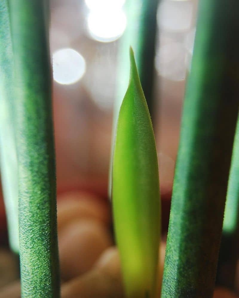 young snake plant