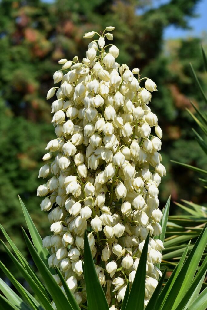yucca flower