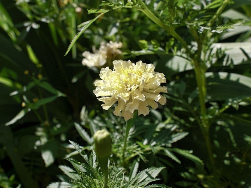 african marigold