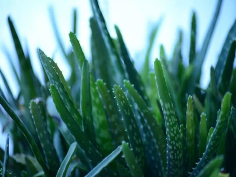 13 Succulents Poisonous to Cats and Dogs